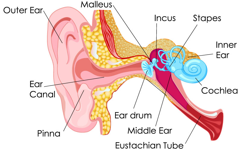 ear anatomy